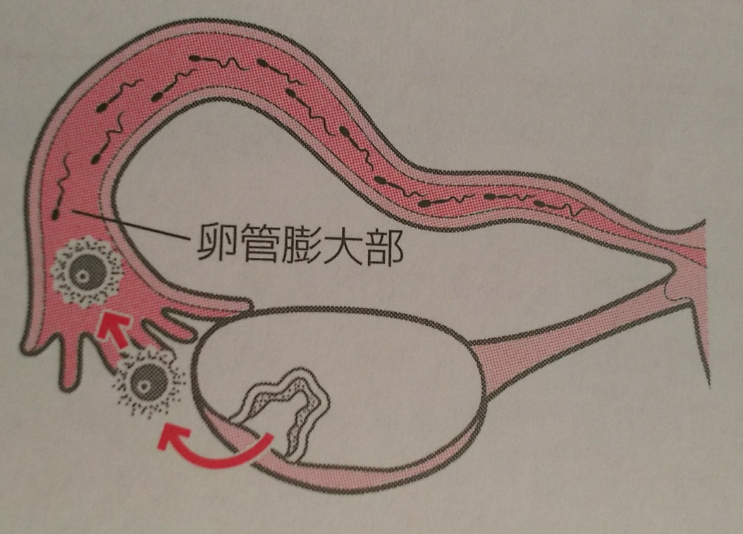 妊娠のしくみを知っておこう～受精・着床編～ - トリアスプラス