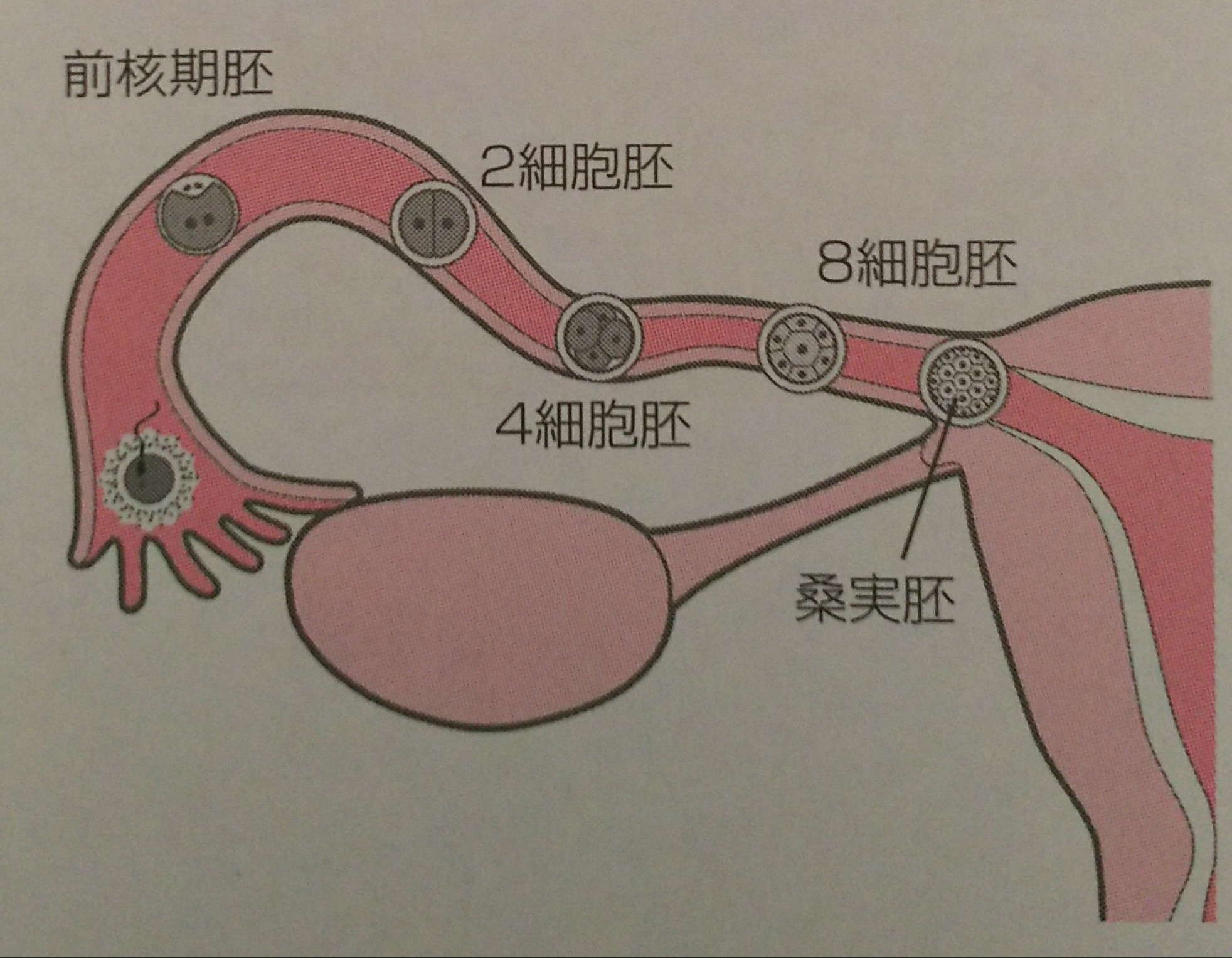 妊娠のしくみを知っておこう～受精・着床編～ - トリアスプラス